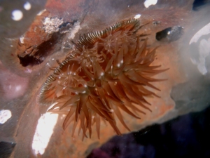 Sea anemones reproducing asexually. Courtesy of Wikimedia Commons (http://bit.ly/1MI842n)
